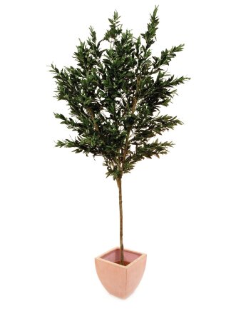 Mediterran